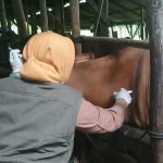 Penyakit Mulut dan Kuku Merebak di Trenggalek, Dinas Peternakan Gelar Vaksinasi Massal