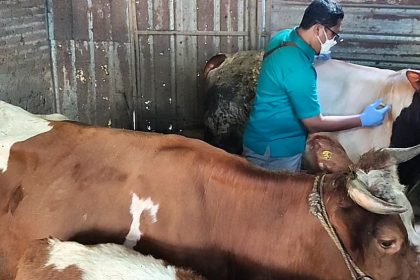 temukan 2 kasus PMK, Dispangtan Kota Malang gelontorkan 1000 vaksin bagi 2500 ekor sapi, cegah penyebaran.