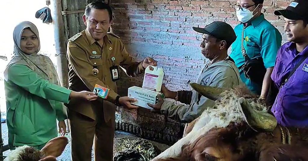 temukan 2 kasus PMK, Dispangtan Kota Malang gelontorkan 1000 vaksin bagi 2500 ekor sapi, cegah penyebaran.