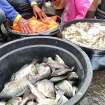 Cuaca Buruk Picu Kelangkaan, Harga Ikan Air Tawar Naik Drastis di Lamongan