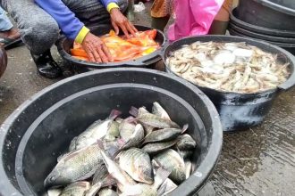 Cuaca Buruk Picu Kelangkaan, Harga Ikan Air Tawar Naik Drastis di Lamongan
