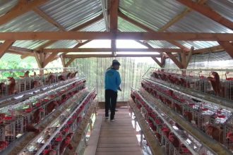 BUMDes Keduyung Pasok Telur untuk Dapur SPPG, Perkuat Ketahanan Pangan Desa