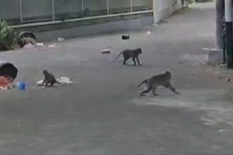 kawanan monyet liar serang wilayah perumahan, diduga karena kehilangan habitat asli