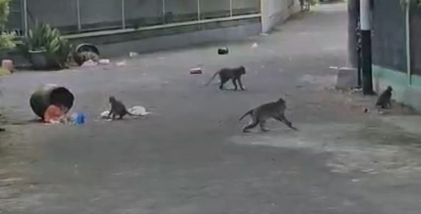 kawanan monyet liar serang wilayah perumahan, diduga karena kehilangan habitat asli