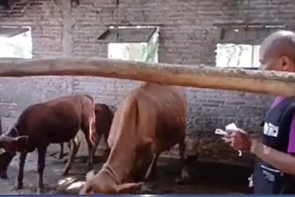 Upaya Cegah Kematian Ternak, Vaksinasi PMK Terus Dilakukan di Kabupaten Ngawi