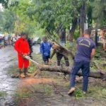 Pohon Tumbang di Lamongan