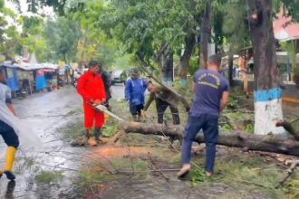 Pohon Tumbang di Lamongan
