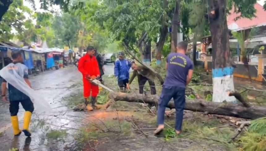 Pohon Tumbang di Lamongan