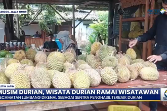 Sensasi Petik Durian Masak Pohon di Lumbang Probolinggo