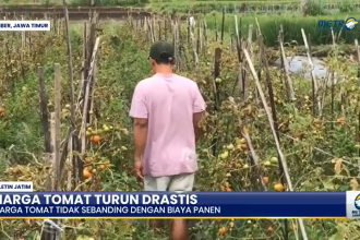 Harga Anjlok, Petani Jember Biarkan Tomat Membusuk