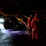 Sejumlah Pohon Besar Tumbang di Magetan, Dua Remaja Putri Luka Berat dan Ringan