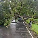 Pohon Tumbang Timpa Motor di Magetan, 1 Tewas dan 2 Luka