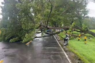 Pohon Tumbang Timpa Motor di Magetan, 1 Tewas dan 2 Luka