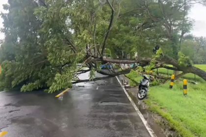Pohon Tumbang Timpa Motor di Magetan, 1 Tewas dan 2 Luka