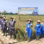Puspenerbal Panen Raya Padi Varietas Unggul Penuhi Pangan Anggota dan Masyarakat