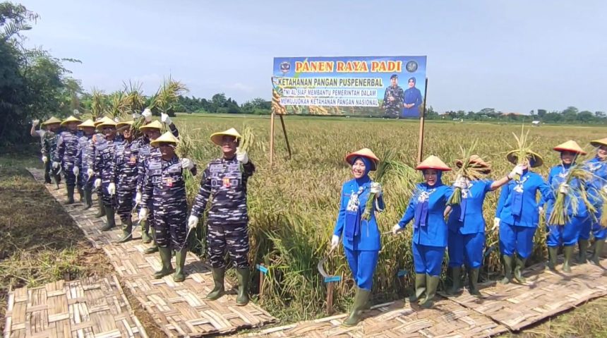 Puspenerbal Panen Raya Padi Varietas Unggul Penuhi Pangan Anggota dan Masyarakat
