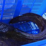 Kontes Lele dan Lomba Ngulek Sambal Penyet Khas Lamongan, Lele 10 Kg Terjual Rp25 Juta