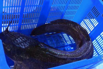 Kontes Lele dan Lomba Ngulek Sambal Penyet Khas Lamongan, Lele 10 Kg Terjual Rp25 Juta