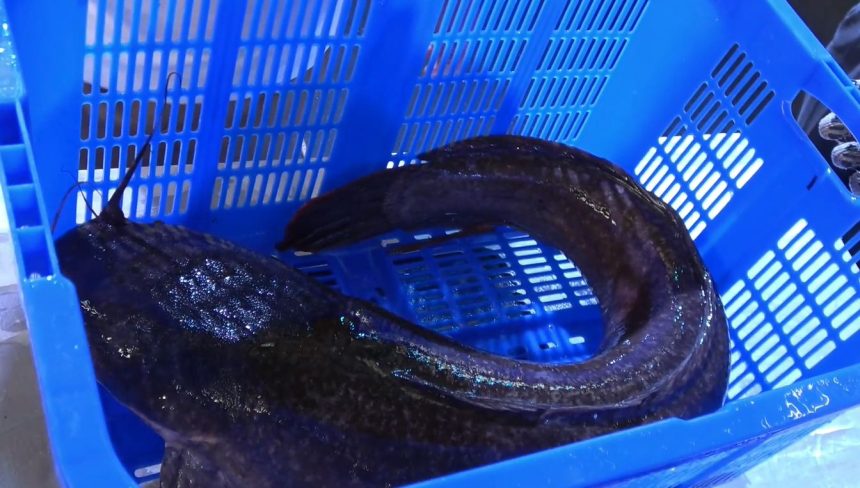 Kontes Lele dan Lomba Ngulek Sambal Penyet Khas Lamongan, Lele 10 Kg Terjual Rp25 Juta