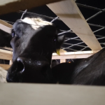 250 Ekor Hewan Pilihan Asal Australia Tiba di Terminal Kargo Bandara Juanda