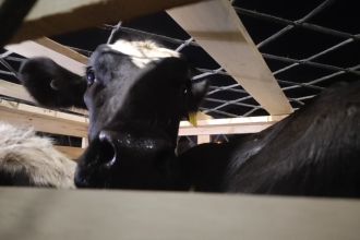 250 Ekor Hewan Pilihan Asal Australia Tiba di Terminal Kargo Bandara Juanda