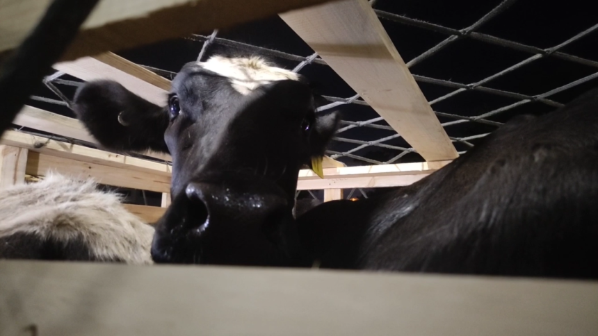 250 Ekor Hewan Pilihan Asal Australia Tiba di Terminal Kargo Bandara Juanda