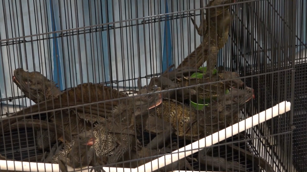 Polda Jatim Ungkap Penyelundupan Tiga Anak Komodo ke Thailand