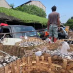 Harga Ikan Air Tawar di Lamongan Anjlok, Petambak dan Pedagang Merugi