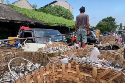 Harga Ikan Air Tawar di Lamongan Anjlok, Petambak dan Pedagang Merugi