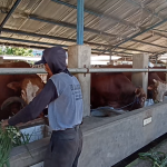 Idul Adha Bawa Berkah, Penjualan Sapi Jumbo 1 Ton di Ngawi Meningkat