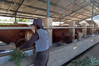 Idul Adha Bawa Berkah, Penjualan Sapi Jumbo 1 Ton di Ngawi Meningkat