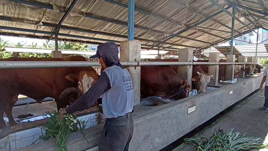 Idul Adha Bawa Berkah, Penjualan Sapi Jumbo 1 Ton di Ngawi Meningkat