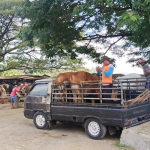 Harga Sapi di Tuban Naik hingga Rp2 Juta Jelang Idul Adha