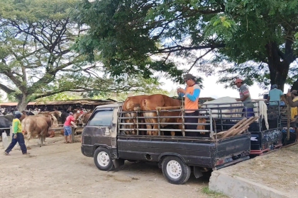 Harga Sapi di Tuban Naik hingga Rp2 Juta Jelang Idul Adha