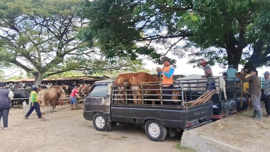 Harga Sapi di Tuban Naik hingga Rp2 Juta Jelang Idul Adha