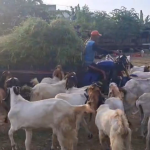 Jelang Iduladha, Pesanan Hewan Kambing di Sidoarjo Melonjak hingga 60 Persen