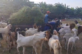 Jelang Iduladha, Pesanan Hewan Kambing di Sidoarjo Melonjak hingga 60 Persen