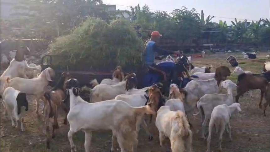Jelang Iduladha, Pesanan Hewan Kambing di Sidoarjo Melonjak hingga 60 Persen