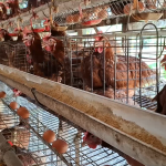 Harga Telur Ayam Terjun Bebas, Peternak di Lamongan Terancam Gulung Tikar
