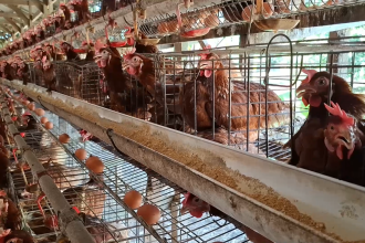 Harga Telur Ayam Terjun Bebas, Peternak di Lamongan Terancam Gulung Tikar