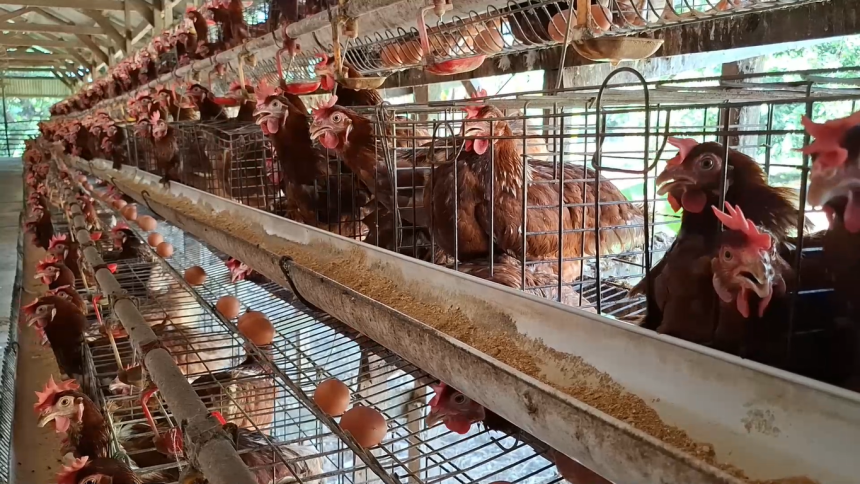 Harga Telur Ayam Terjun Bebas, Peternak di Lamongan Terancam Gulung Tikar