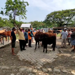 Harga Sapi di Pasar Hewan Lamongan Melonjak Jelang Hari Raya Kurban