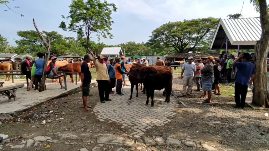 Harga Sapi di Pasar Hewan Lamongan Melonjak Jelang Hari Raya Kurban