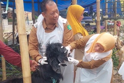 Hewan Kurban Terjangkit ORF di Sumenep Langsung Dikarantina