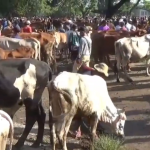 Harga Sapi Kurban di Ngawi Naik Hingga Rp3 Juta per Ekor
