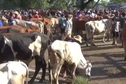 Harga Sapi Kurban di Ngawi Naik Hingga Rp3 Juta per Ekor