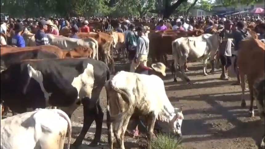 Harga Sapi Kurban di Ngawi Naik Hingga Rp3 Juta per Ekor