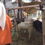 Petugas Periksa Kesehatan Hewan Kurban di Pasuruan