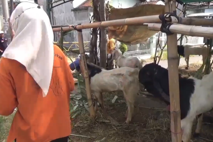 Petugas Periksa Kesehatan Hewan Kurban di Pasuruan