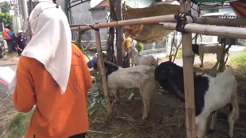 Petugas Periksa Kesehatan Hewan Kurban di Pasuruan
